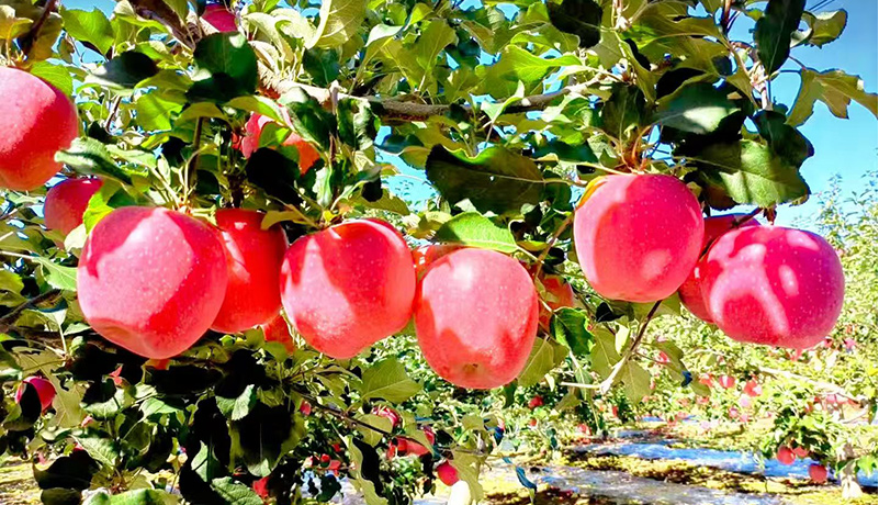 靜寧：蘋果香滿枝頭 豐收喜悅富農(nóng)家